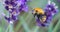 Honeybee Hovering by Lavender