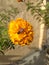 A Honeybee Hurming on Marigold flower