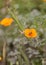 Honeybee, Hylaeus, gathers pollen