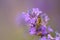 Honeybee On Lavender Flower
