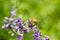 Honeybee on lavender flower