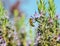 A honeybee on lavender flowers.