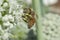 Honeybee on leek flower