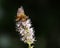 Honeybee on Light Purple Flowers