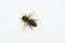 Honeybee macro top view isolated on white
