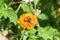 Honeybee on a marigold