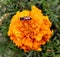 HoneyBee on a Marigold flower