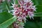 Honeybee on Milkweed