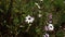 Honeybee Perched On White Flower Sunny Garden