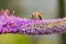 Honeybee perching on a lilac flowering plant