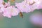 Honeybee at pink cherry blossoms