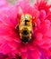 Honeybee on pink flower