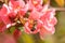 Honeybee on pink flower of blooming Japanese quince