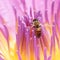 Honeybee and pink lotus flower