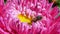 Honeybee on pink michaelmas daisy or aster