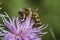 Honeybee on pink thistle