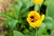 Honeybee with pollen basket flying over yellow tulip flower