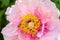 Honeybee on pollen of pink peony flower