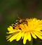 Honeybee pollinated flower