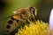 Honeybee pollinated macro