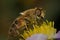 Honeybee pollinated macro