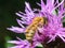 Honeybee pollinated of pink flower
