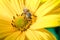 Honeybee pollinates a yellow flower/ Closeup. Pollinations of concept