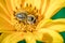 Honeybee pollinates a yellow flower/ Closeup. Pollinations of concept