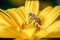 Honeybee pollinates a yellow flower/ Closeup. Pollinations of concept