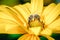 Honeybee pollinates a yellow flower/ Closeup. Pollinations of concept.