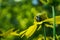 Honeybee pollinating a bright yellow flower with a green bokeh background.