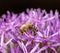 Honeybee pollinating on a giant onion flower