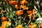 Honeybee Pollinating a Marigold