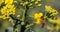 Honeybee pollinating an oilseed rape flower for honey, pollinate of flower