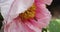 Honeybee pollinating pink peony