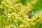 Honeybee pollinating on Shining Sumac greenish-yellow flowers in full bloom. Rhus Copallinum- deciduous flowering tree in cashew