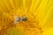 Honeybee pollinating sunflower seeds