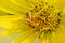 Honeybee pollinating on Yellow False Sunflower in prairie field. Asteraceae Family. Rhizomatous herbaceous perennial.