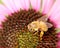 Honeybee in purple coneflower or echinacea, on orange centre of flower