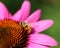 Honeybee in purple coneflower, orange centre, macrophotography