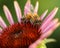 Honeybee on Purple Coneflower Plant Echinacea