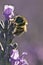 Honeybee on a Purple Flower