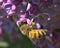 A honeybee on a purple flower, close up photo