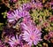 Honeybee purple flowers