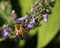 Honeybee in purple flowers, lavender