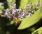 Honeybee in purple flowers, lavender