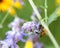 Honeybee in Purple and Yellow Flowers