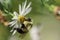 Honeybee in Purple and Yellow Flowers