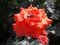 Honeybee on a red rose in search of nectar.