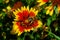 Honeybee on Red Yellow Gerbera daisy